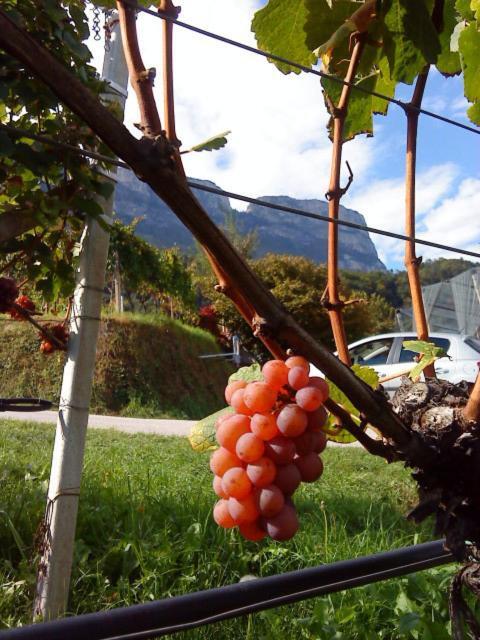 Tinnerhof Appiano Sulla Strada Del Vino Zewnętrze zdjęcie